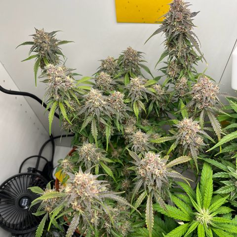 gorilla cookies auto - 9l plastic - herbsoil growlog timeline photo