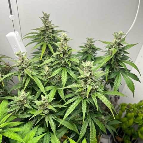 gorilla cookies auto - 9l plastic - herbsoil growlog timeline photo