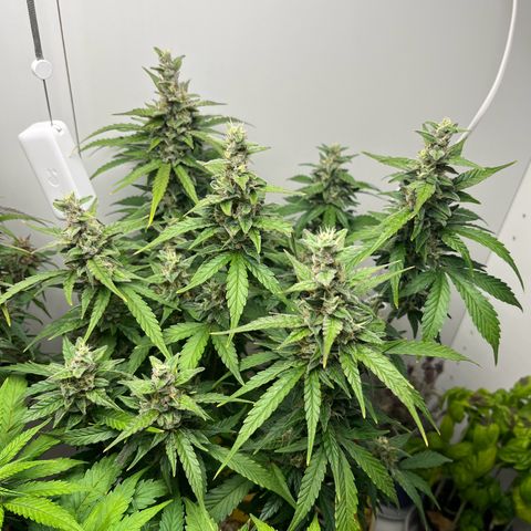 gorilla cookies auto - 9l plastic - herbsoil growlog timeline photo