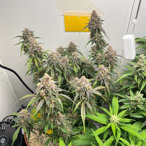 gorilla cookies auto - 9l plastic - herbsoil growlog timeline photo