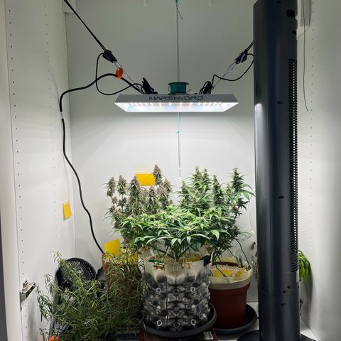 gorilla cookies auto - 9l plastic - herbsoil growlog timeline photo