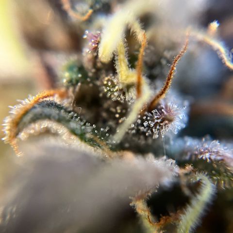 gorilla cookies auto - 9l plastic - herbsoil growlog timeline photo