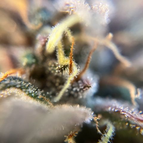 gorilla cookies auto - 9l plastic - herbsoil growlog timeline photo