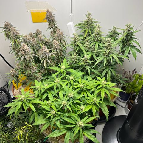 gorilla cookies auto - 9l plastic - herbsoil growlog timeline photo