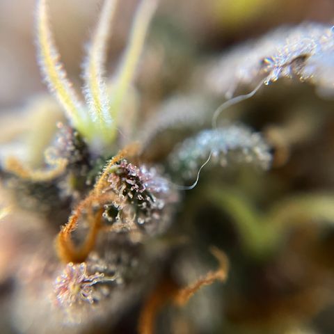 gorilla cookies auto - 9l plastic - herbsoil growlog timeline photo