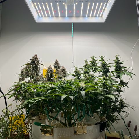 six shooter auto - 12l aero pod - light mix growlog timeline photo
