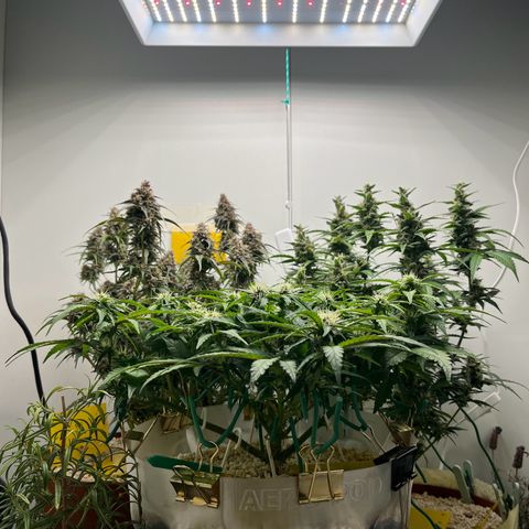 six shooter auto - 12l aero pod - light mix growlog timeline photo