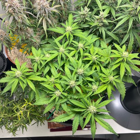six shooter auto - 12l aero pod - light mix growlog timeline photo