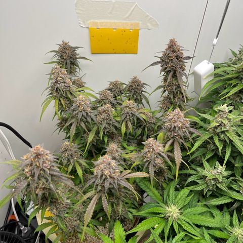 gorilla cookies auto - 9l plastic - herbsoil growlog timeline photo