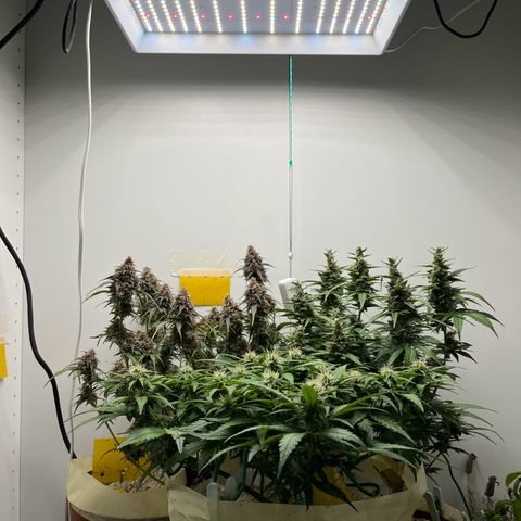 gorilla cookies auto - 9l plastic - herbsoil growlog timeline photo