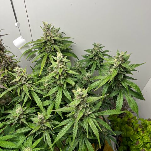 gorilla cookies auto - 9l plastic - herbsoil growlog timeline photo