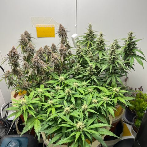 gorilla cookies auto - 9l plastic - herbsoil growlog timeline photo