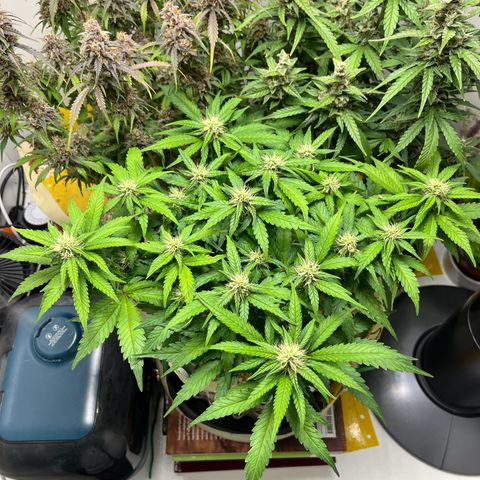 six shooter auto - 12l aero pod - light mix growlog timeline photo