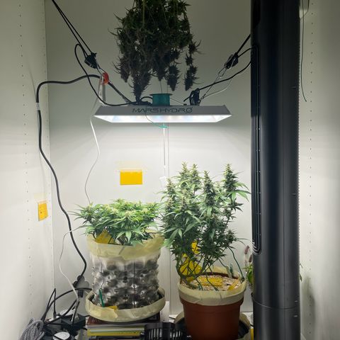 gorilla cookies auto - 9l plastic - herbsoil growlog timeline photo