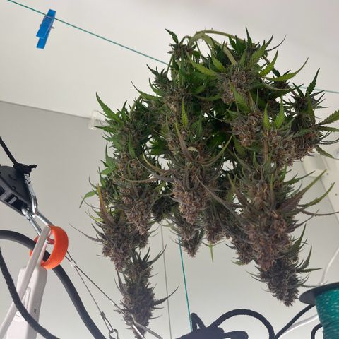 gorilla cookies auto - 9l plastic - herbsoil growlog timeline photo