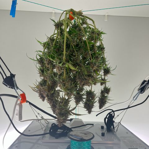 gorilla cookies auto - 9l plastic - herbsoil growlog timeline photo