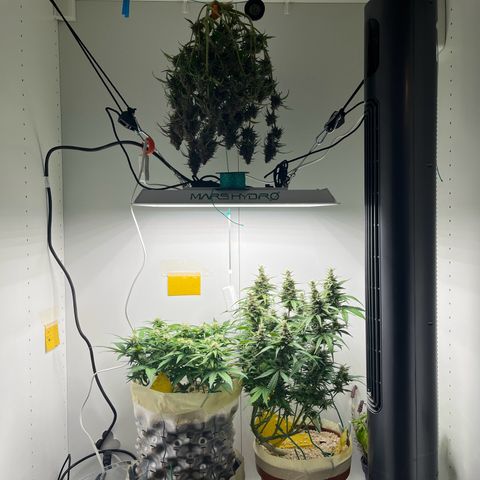 gorilla cookies auto - 9l plastic - herbsoil growlog timeline photo