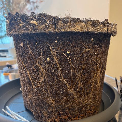 gorilla cookies auto - 9l plastic - herbsoil growlog timeline photo