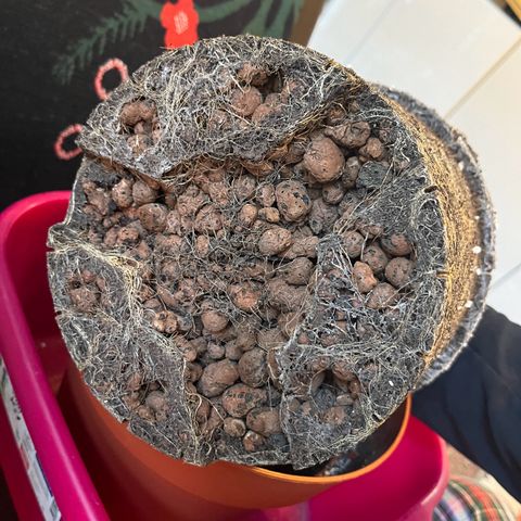 gorilla cookies auto - 9l plastic - herbsoil growlog timeline photo
