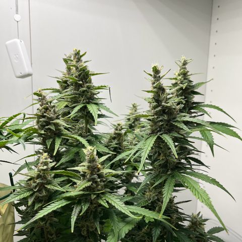 gorilla cookies auto - 9l plastic - herbsoil growlog timeline photo