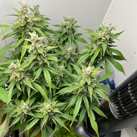 gorilla cookies auto - 9l plastic - herbsoil growlog timeline photo
