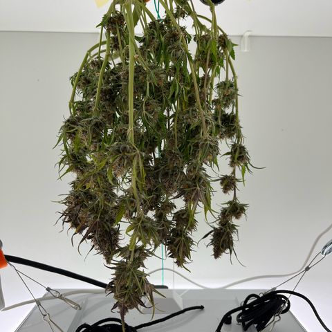 gorilla cookies auto - 9l plastic - herbsoil growlog timeline photo