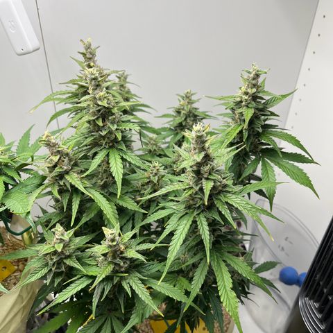 gorilla cookies auto - 9l plastic - herbsoil growlog timeline photo