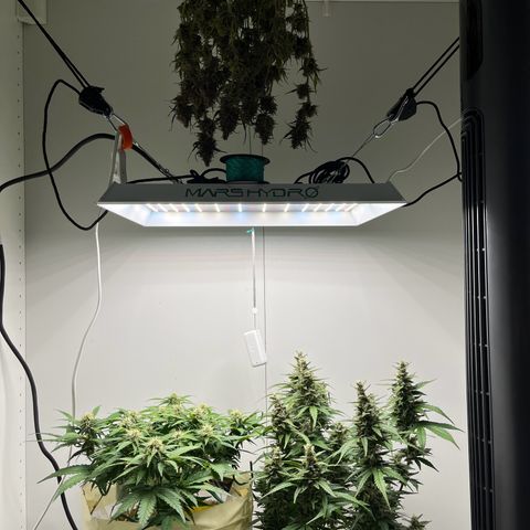 gorilla cookies auto - 9l plastic - herbsoil growlog timeline photo