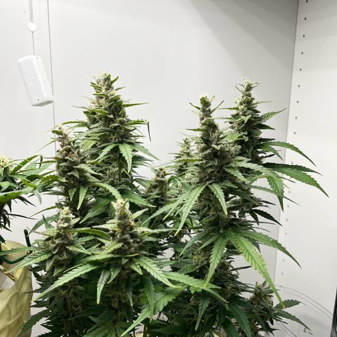 gorilla cookies auto - 9l plastic - herbsoil growlog timeline photo