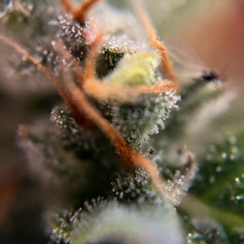 gorilla cookies auto - 9l plastic - herbsoil growlog timeline photo