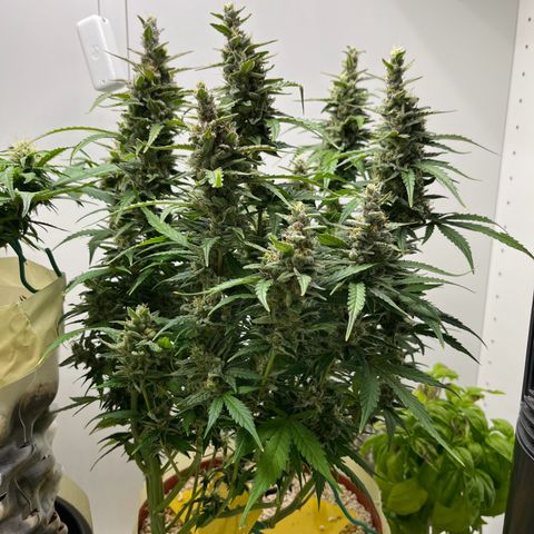 gorilla cookies auto - 9l plastic - herbsoil growlog timeline photo