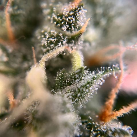 gorilla cookies auto - 9l plastic - herbsoil growlog timeline photo