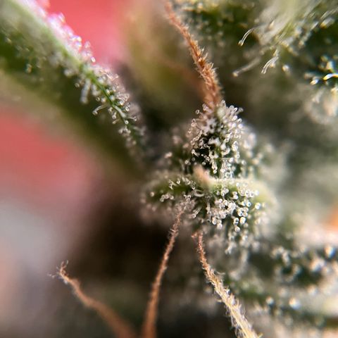 gorilla cookies auto - 9l plastic - herbsoil growlog timeline photo