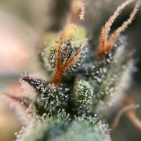 gorilla cookies auto - 9l plastic - herbsoil growlog timeline photo