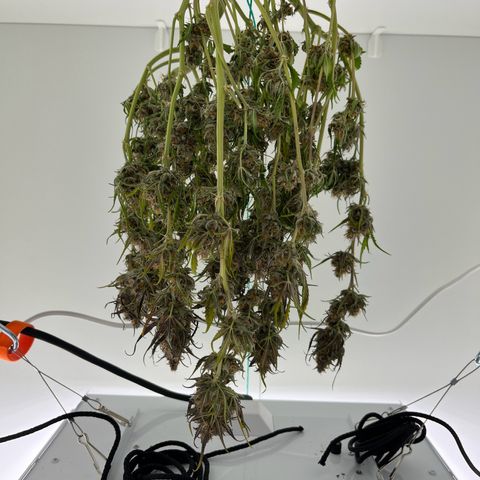 gorilla cookies auto - 9l plastic - herbsoil growlog timeline photo