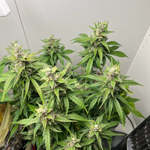 gorilla cookies auto - 9l plastic - herbsoil growlog timeline photo