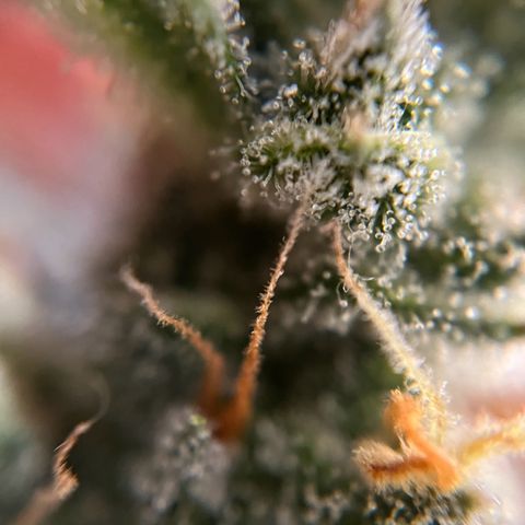 gorilla cookies auto - 9l plastic - herbsoil growlog timeline photo