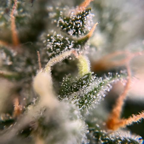 gorilla cookies auto - 9l plastic - herbsoil growlog timeline photo