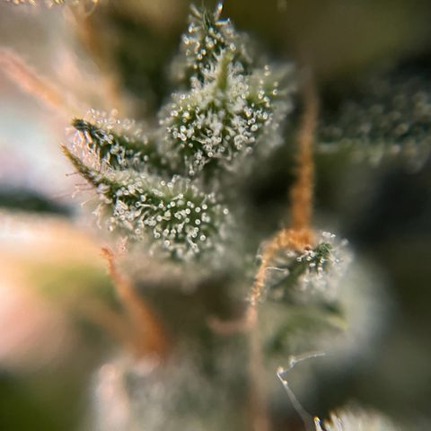 gorilla cookies auto - 9l plastic - herbsoil growlog timeline photo