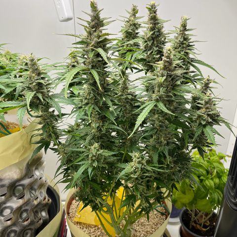 gorilla cookies auto - 9l plastic - herbsoil growlog timeline photo