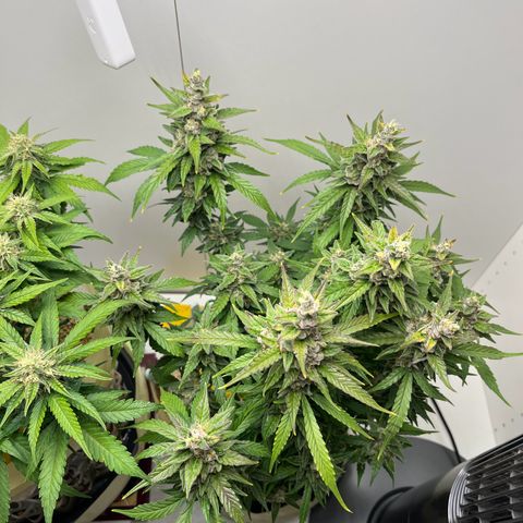 gorilla cookies auto - 9l plastic - herbsoil growlog timeline photo
