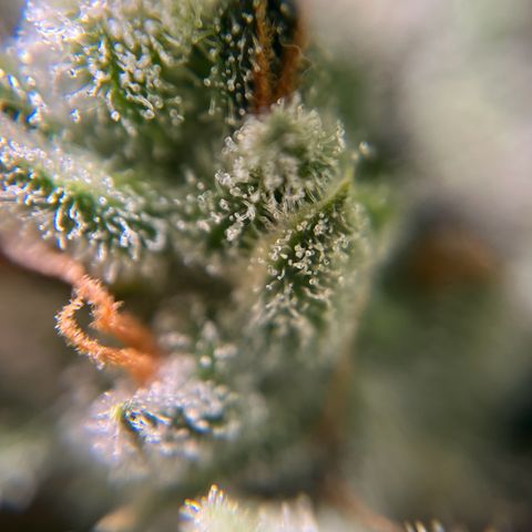 gorilla cookies auto - 9l plastic - herbsoil growlog timeline photo