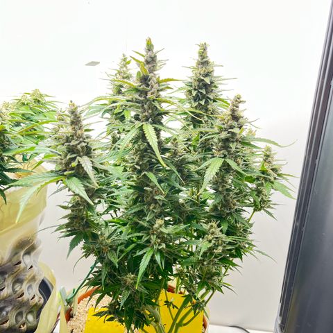 gorilla cookies auto - 9l plastic - herbsoil growlog timeline photo