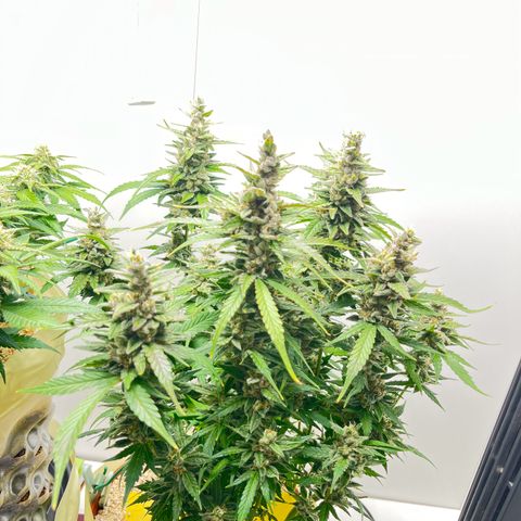 gorilla cookies auto - 9l plastic - herbsoil growlog timeline photo