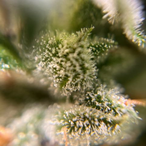 gorilla cookies auto - 9l plastic - herbsoil growlog timeline photo