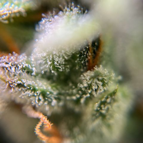 gorilla cookies auto - 9l plastic - herbsoil growlog timeline photo