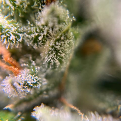 gorilla cookies auto - 9l plastic - herbsoil growlog timeline photo