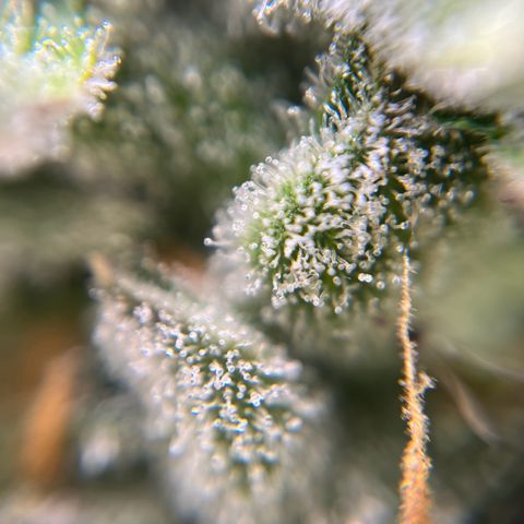 gorilla cookies auto - 9l plastic - herbsoil growlog timeline photo