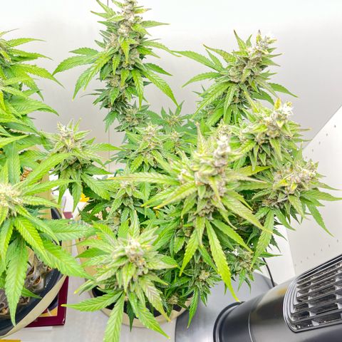 gorilla cookies auto - 9l plastic - herbsoil growlog timeline photo