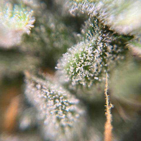 gorilla cookies auto - 9l plastic - herbsoil growlog timeline photo